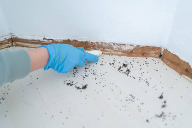Best Pest Removal Services  in Amherst, VA